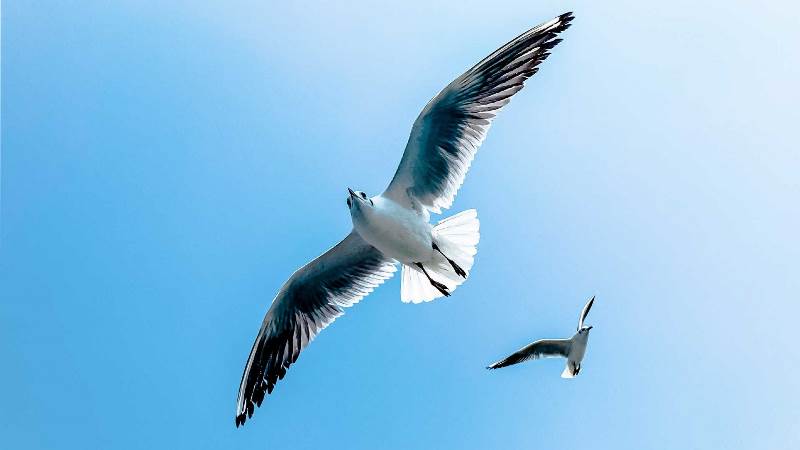 Découvrir les oiseaux du Bassin et les Prés Sa ...