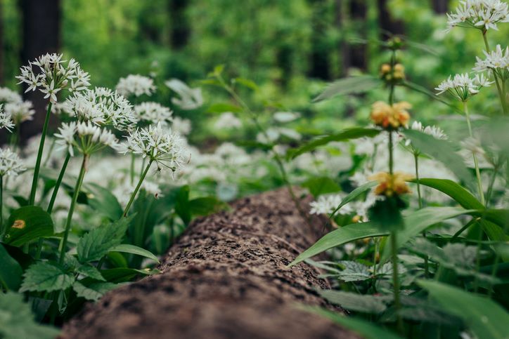 Découvrir les plantes sauvages gourmandes et m ...