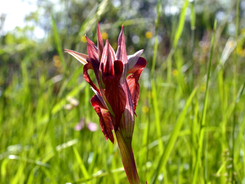 Sortie Natura 2000 "Les 4 Fantastiques" : Séra ...