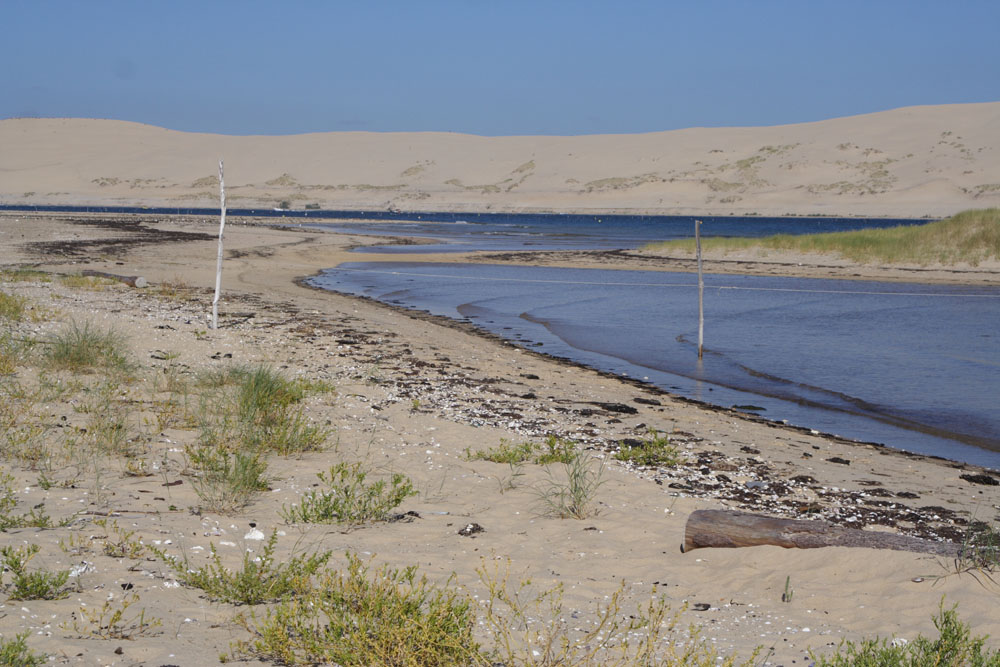 Laisse de mer : trésors et enjeux de notre lit ...