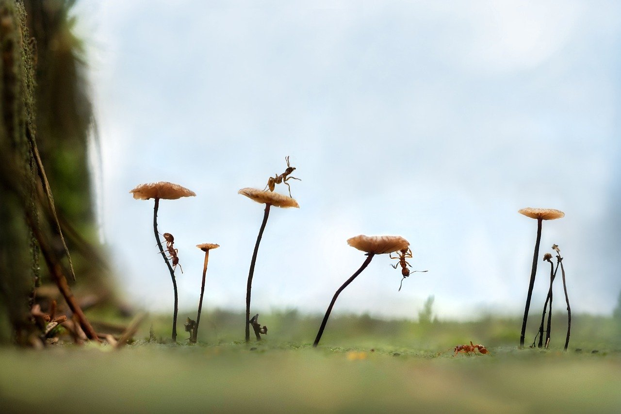 Petite bêtes des parc et jardins