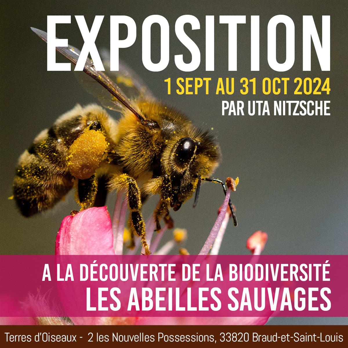 Exposition "Les Abeilles Sauvages" à Terres d' ...