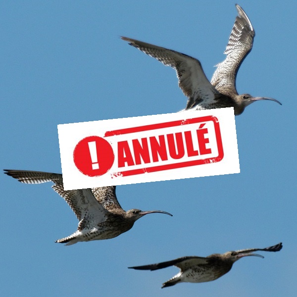 C'est quoi cet oiseau que j'ai vu sur le Bassin ?