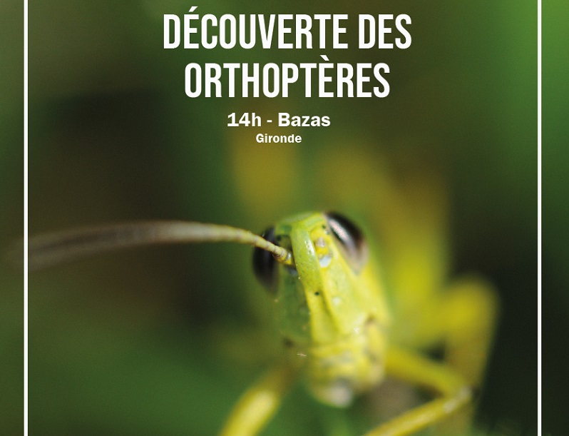 Découverte des orthoptères