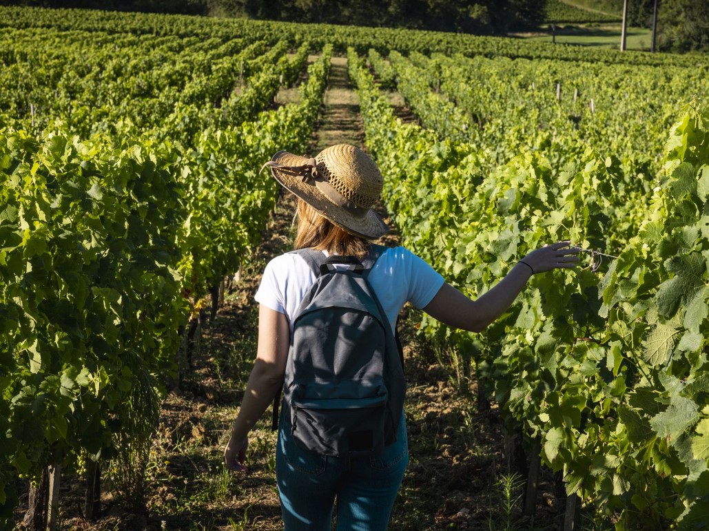 Vendangeurs d'un Jour au Château Moulin de la  ...