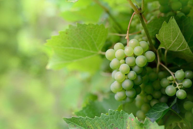 Journées du Patrimoine à Sauternes - Vignes à  ...