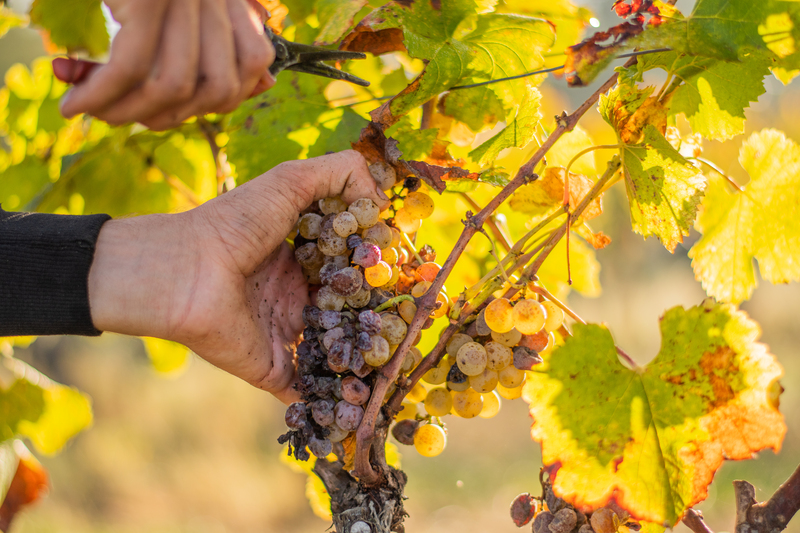 Repas des vendanges