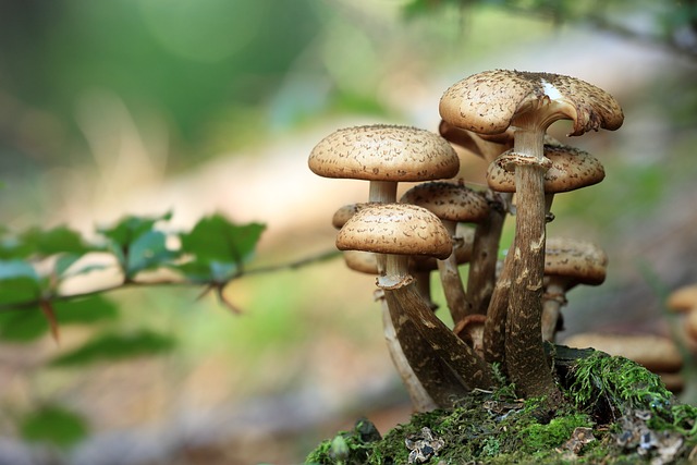 Sortie champignons