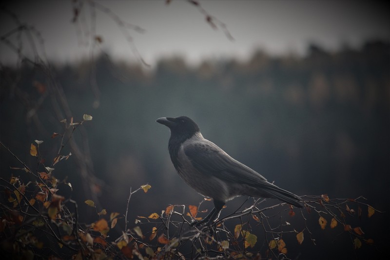 Balade nature "Oiseaux de mauvais augure"