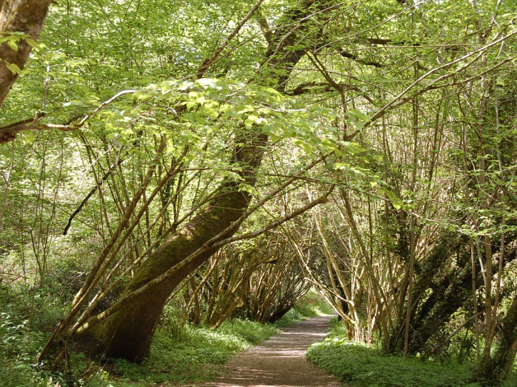 Balade « Le trésor des arbres »