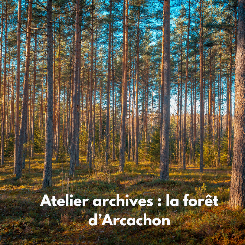 Atelier archives : la forêt d'Arcachon