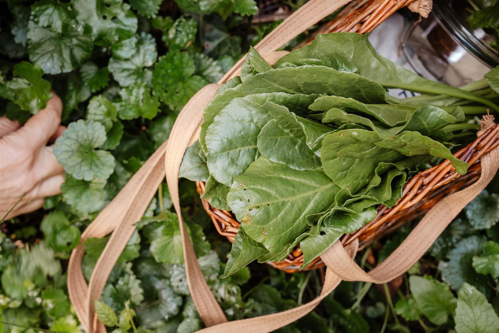 Balade reconnaissance des plantes sauvages com ...