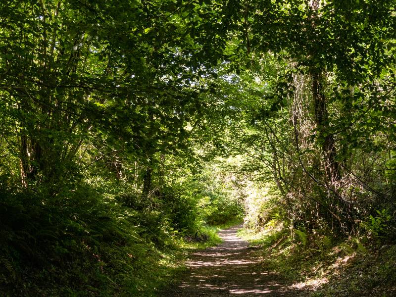 Bain de forêt