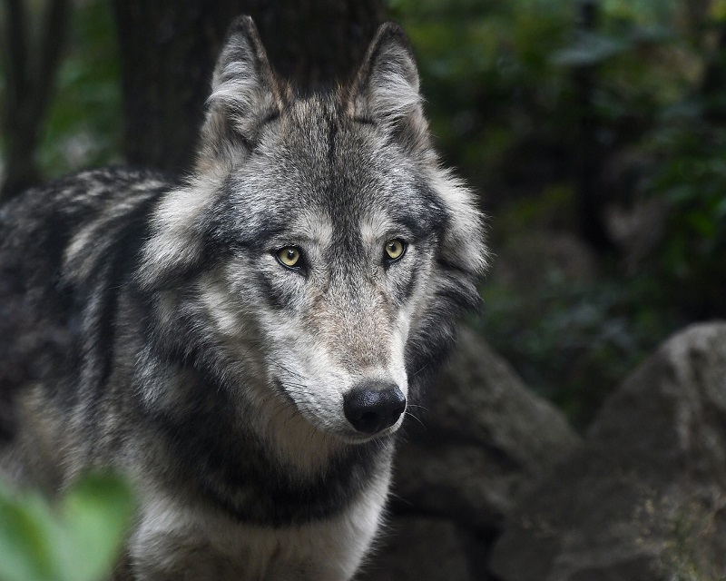 Exposition "Sur les traces des loups" à la méd ...