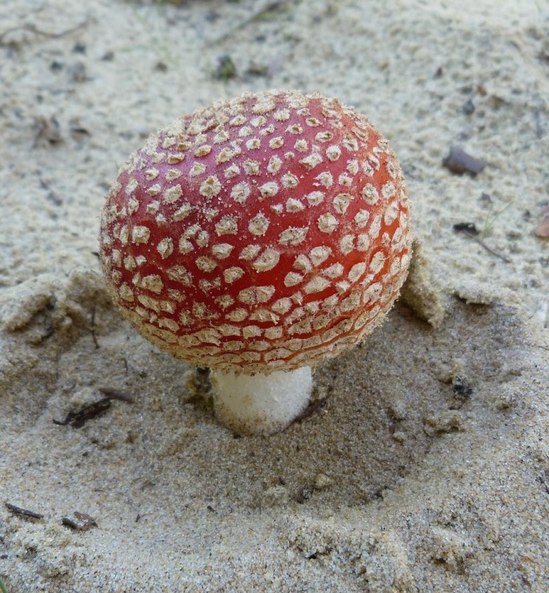 Le petit peuple des champignons