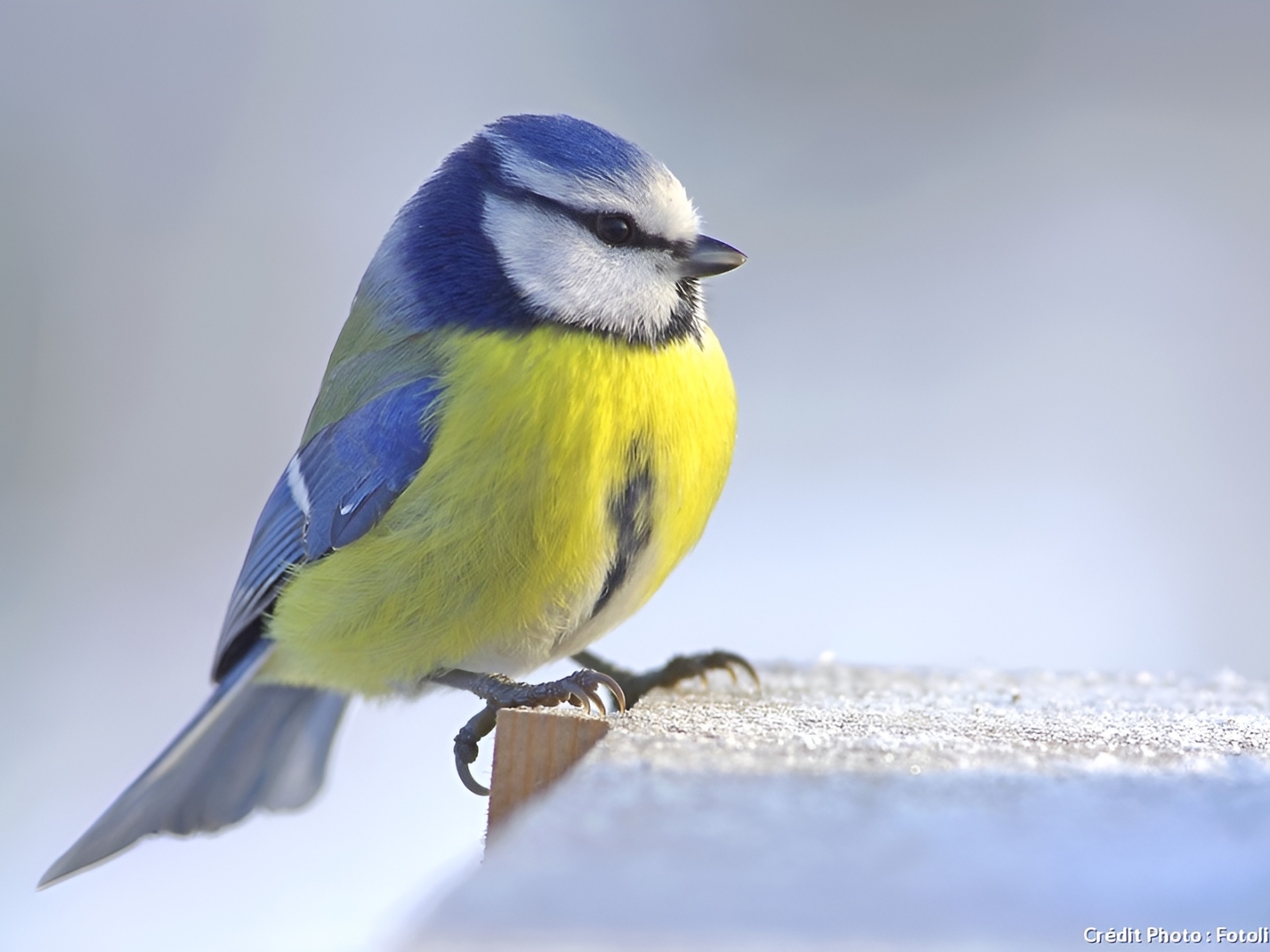 Balade : « Les animaux à l’approche de l’hiver »