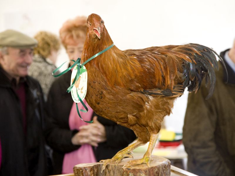 Foire aux chapons de Grignols