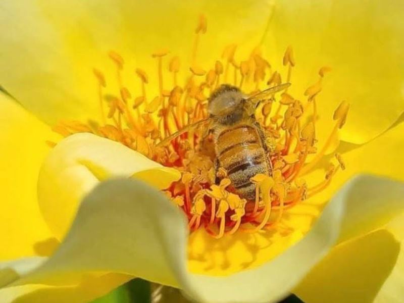 Journée mondiale de l'abeille