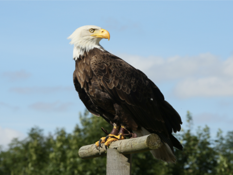 Fête des rapaces et "Spectacle de fauconnerie" ...