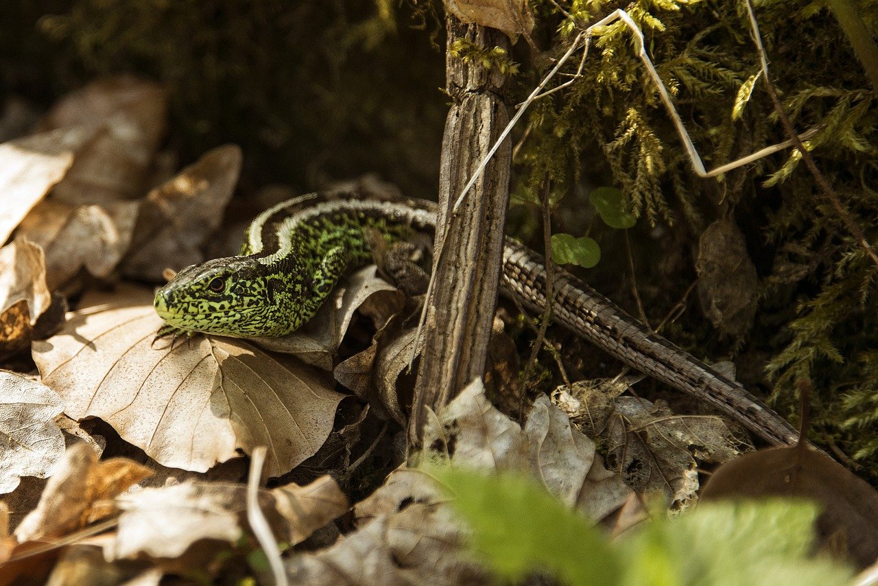 Accueil posté : "spécial reptiles"