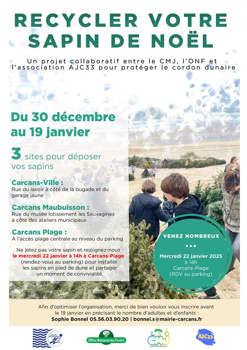 Installation des sapins en pied de dune (prote ...