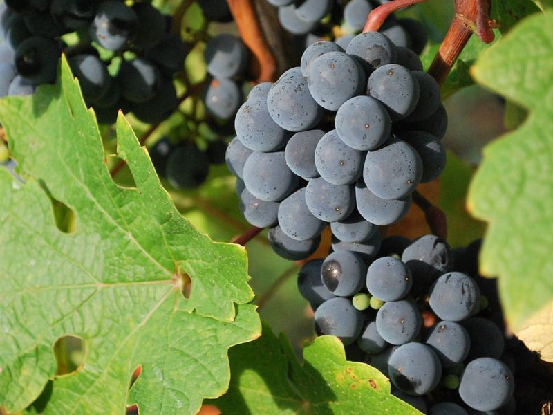 Le Clos des Bonnets tient son marché de noël