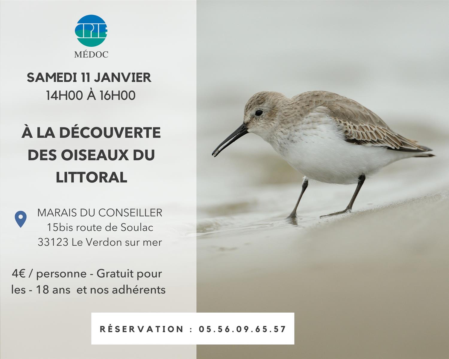 À la découverte des oiseaux du littoral - sur  ...