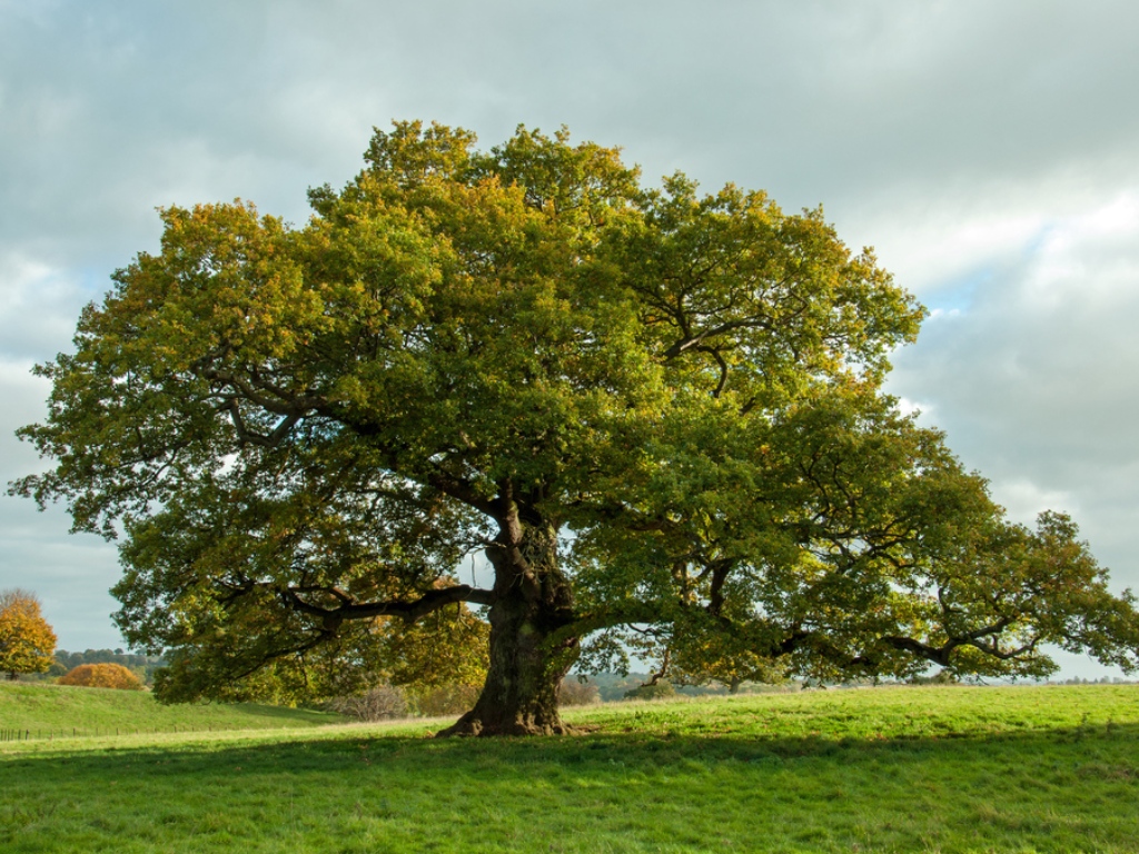 Balade « Le trésor des arbres » à Saint-Léon