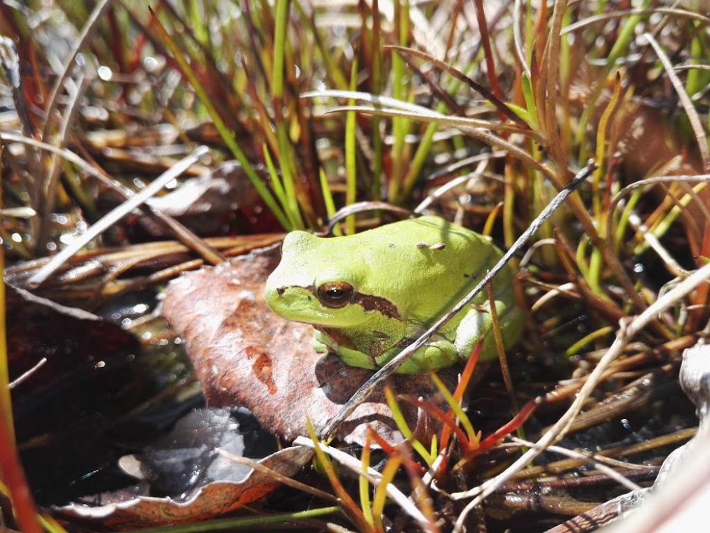 Balade sur : « Le monde mystérieux des amphibi ...