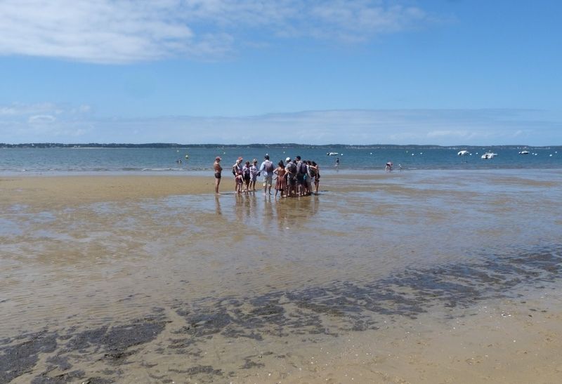 Visite guidée : La vie secrète du banc de sabl ...