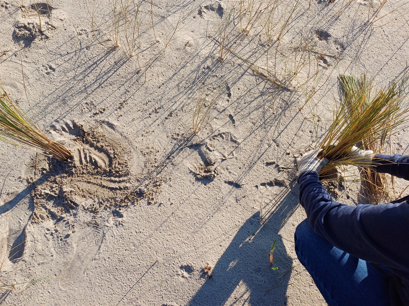 "Le sable suivi à la trace" avec l’Office Nati ...