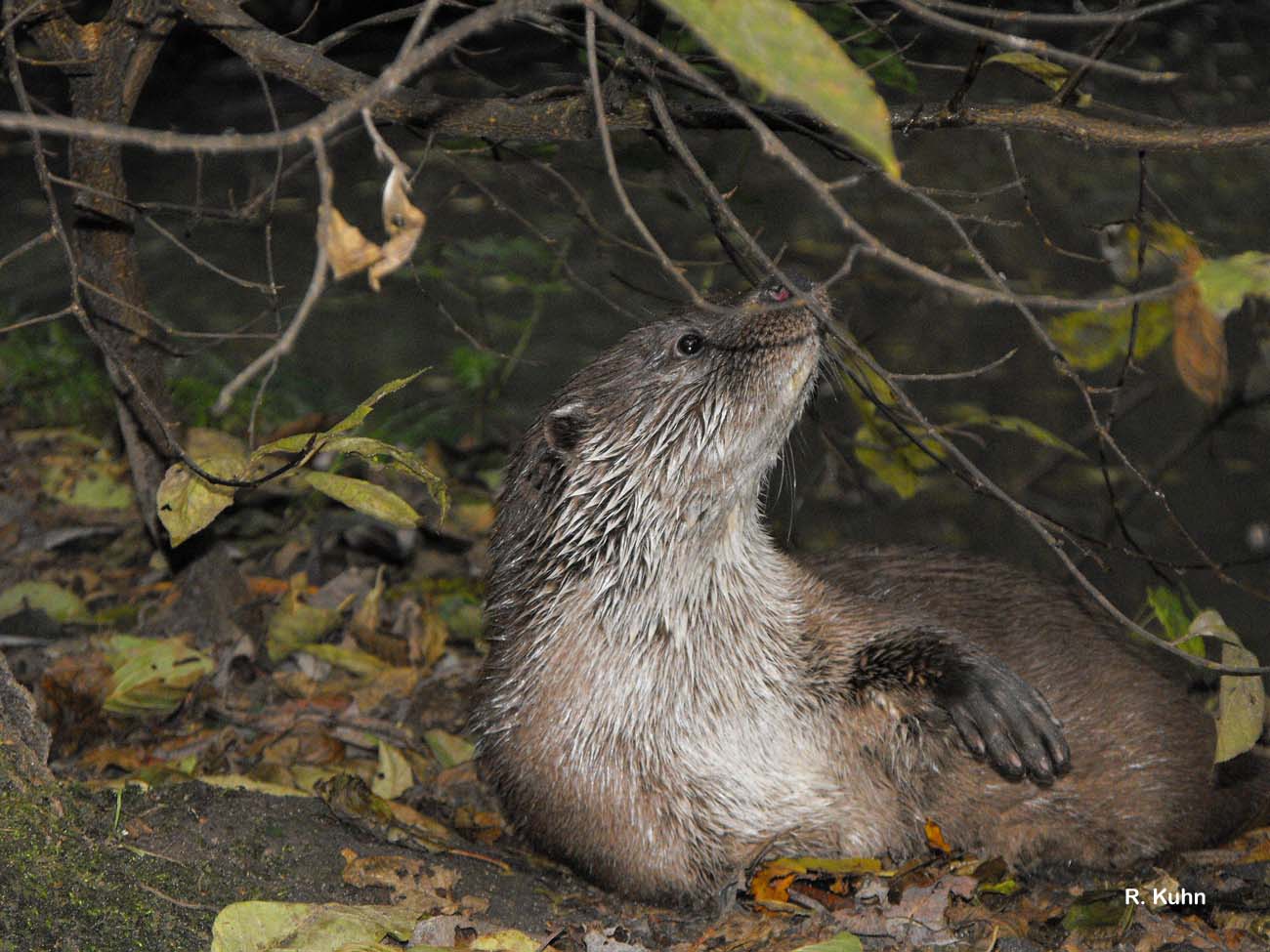 Cinéma Nature 2025. Ciné-Débat : " La loutre e ...