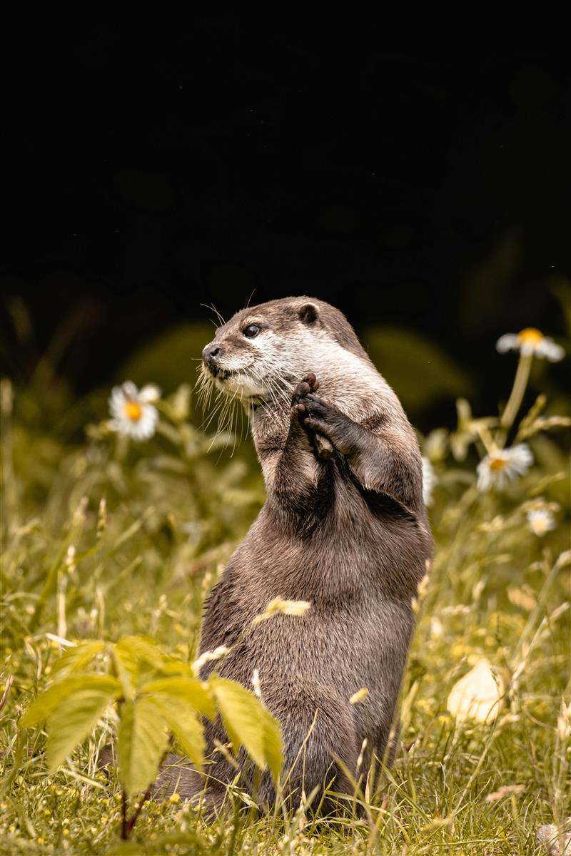 Cinéma Nature 2025. Ciné-Débat : " La loutre e ...