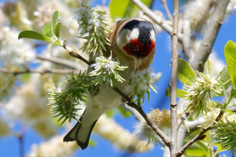 A la découverte des oiseaux communs - LPO