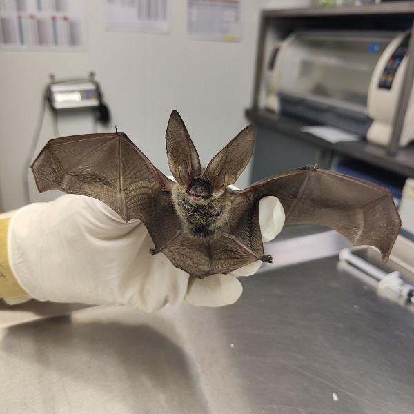 A la rencontre des chauves-souris avec la LPO