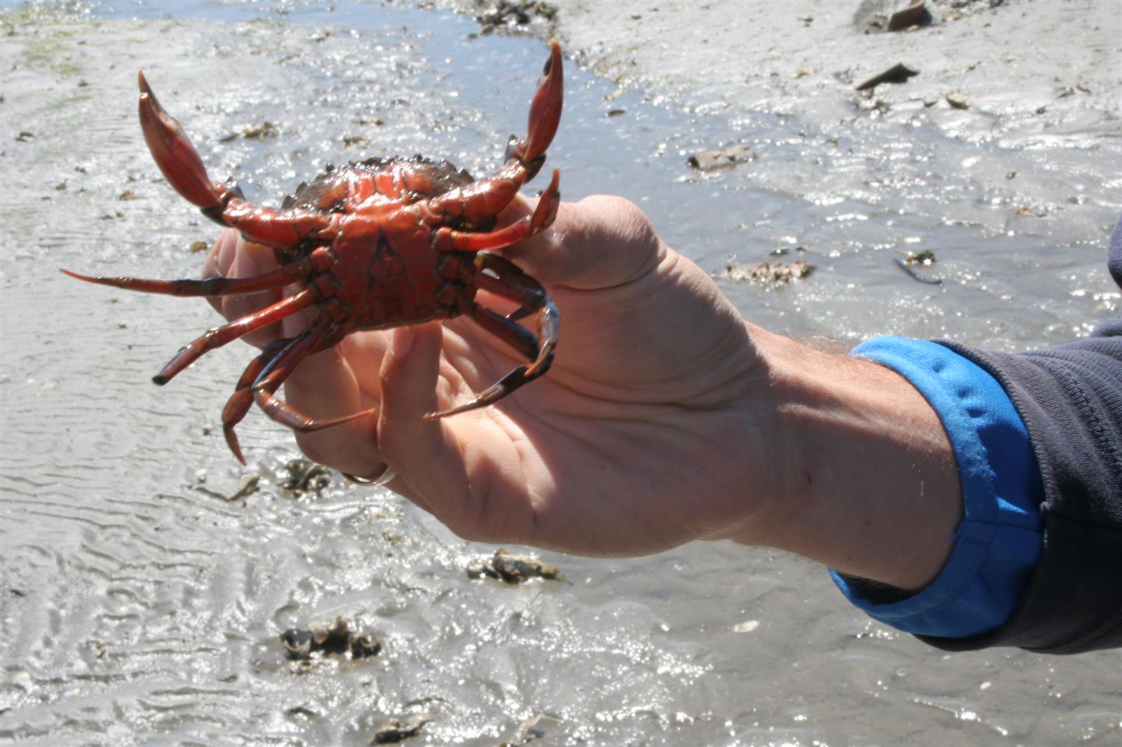 "Pince mi pince moi ", petite pêche aux crabes