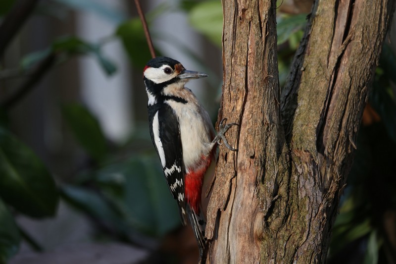 Initiation à l'ornithologie