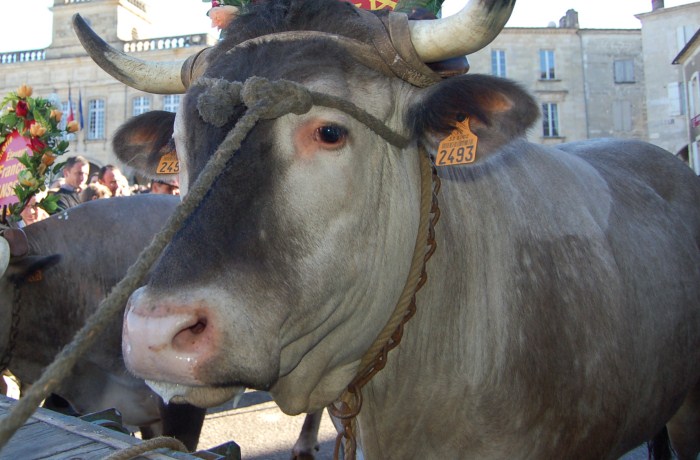 Fête des Boeufs Gras de Captieux à l'ESAT