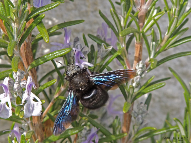 A la découverte des insectes pollinisateurs