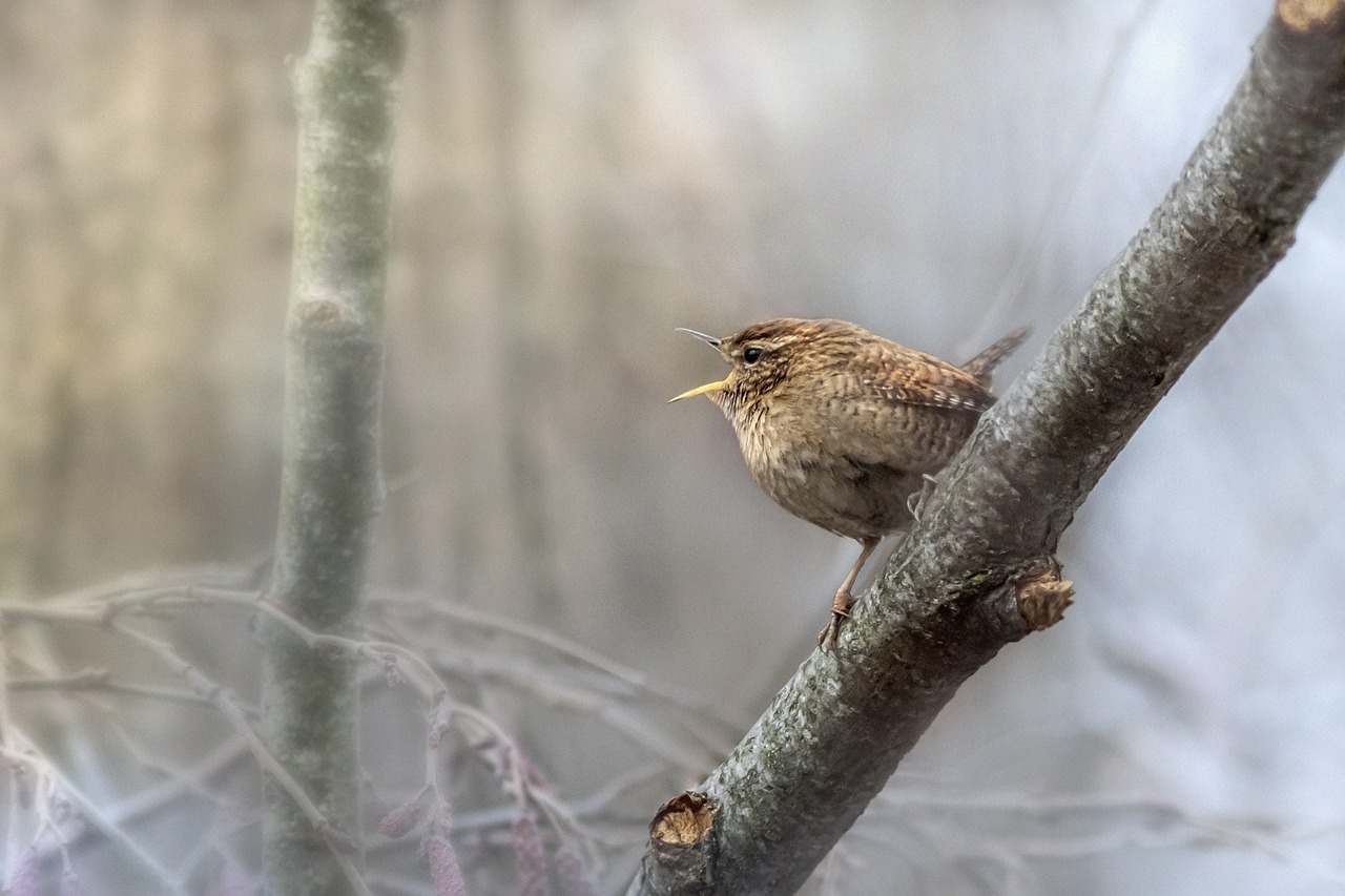 Formation aux oiseaux du littoral : la reprodu ...