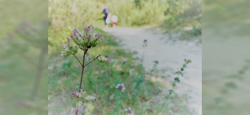 Plantes sauvages comestibles