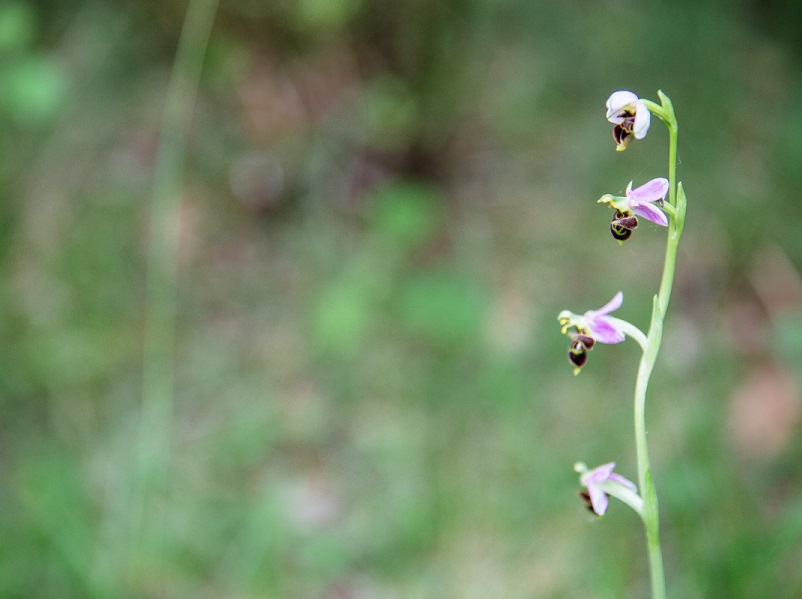 Les orchidées sauvages