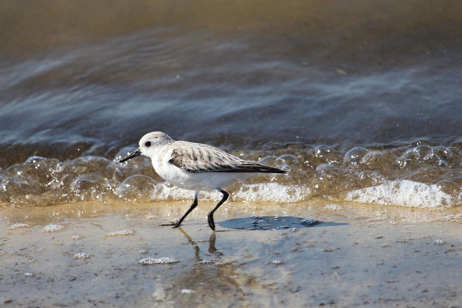 Sur les traces des oiseaux migrateurs du Bassi ...