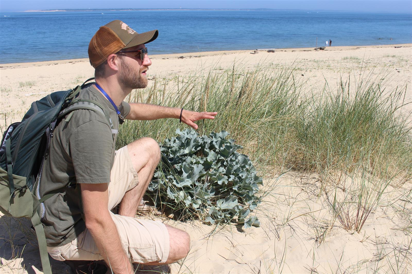 Botanique à la dune du Pilat : petites fleurs  ...