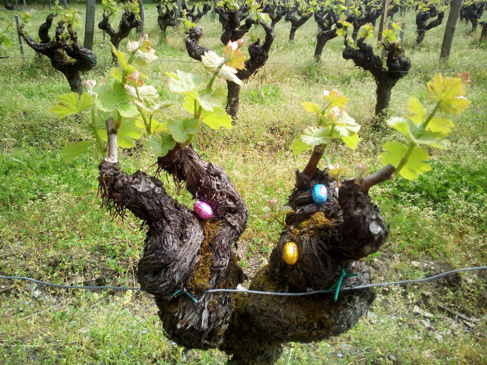 Pâques en vignes au Château Haut-Claverie