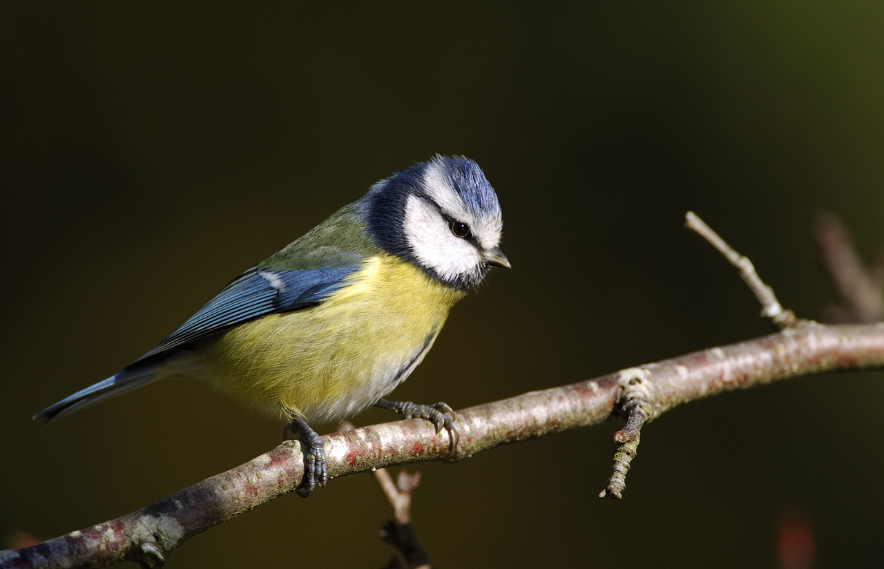 Formation aux oiseaux des jardins : découverte ...