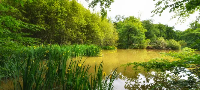 Thouars Wood