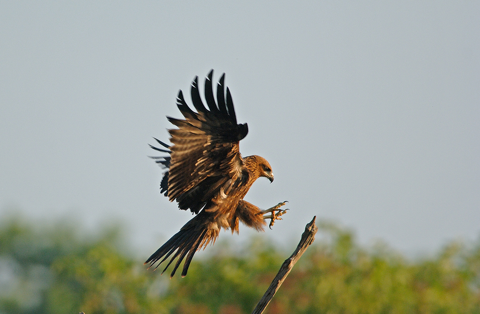 Teich Ornithological Reserve - A preserved natural space on the Arcachon basin