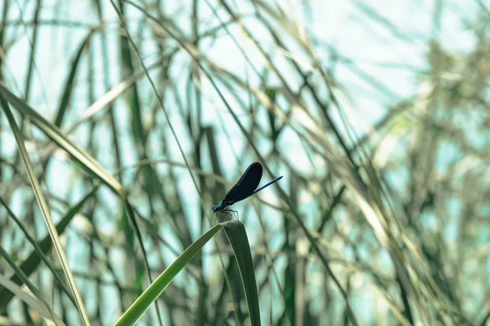 La réserve naturelle des Prés Salés d'Arès et ...