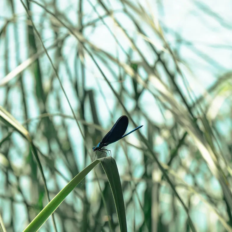 La réserve naturelle des Prés Salés d'Arès et ...